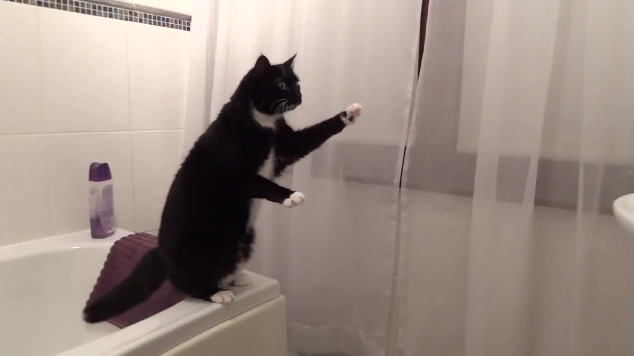 Коте се гледа в огледалото ..