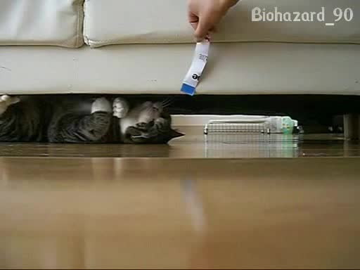 Лудото коте се побърква заради листче