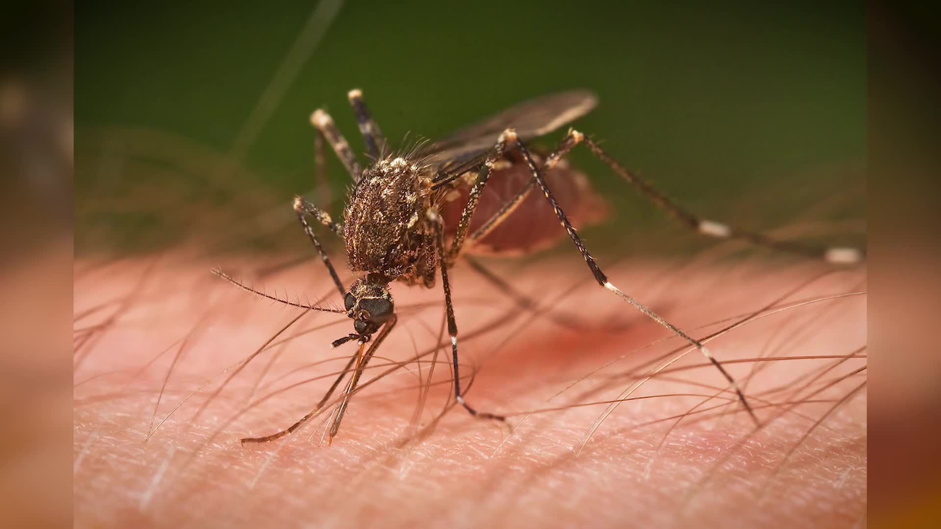 5 начина да се предпазим от комарите