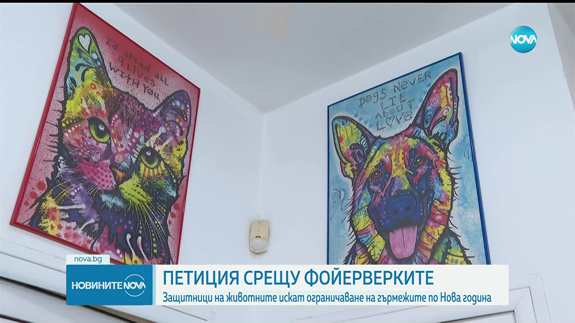 Защитници на животните искат ограничаване на гърмежите по Нова година