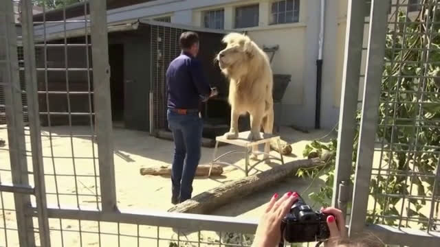 Цирк продава изпражнения от тигри и лъвове