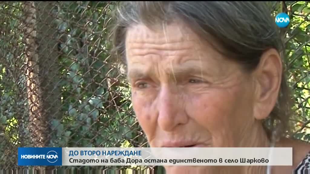 ДО ВТОРО НАРЕЖДАНЕ: Стадото на баба Дора остана единственото в Шарково
