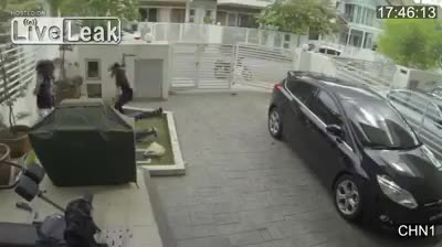 Мацка не се дава на крадец