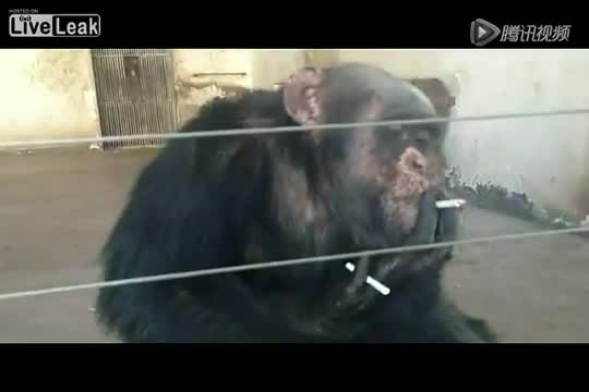 Шимпанзе пуши като комин :)