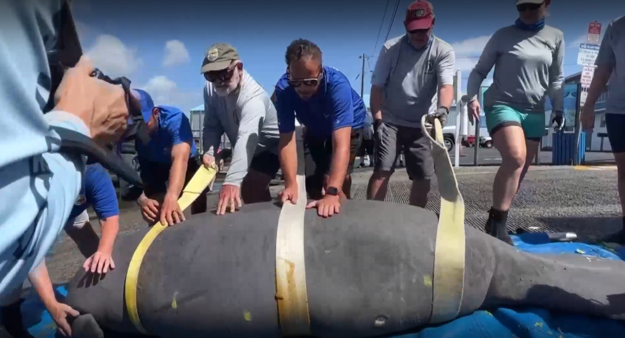 След полет с товарен самолет: Морска крава се върна в океана