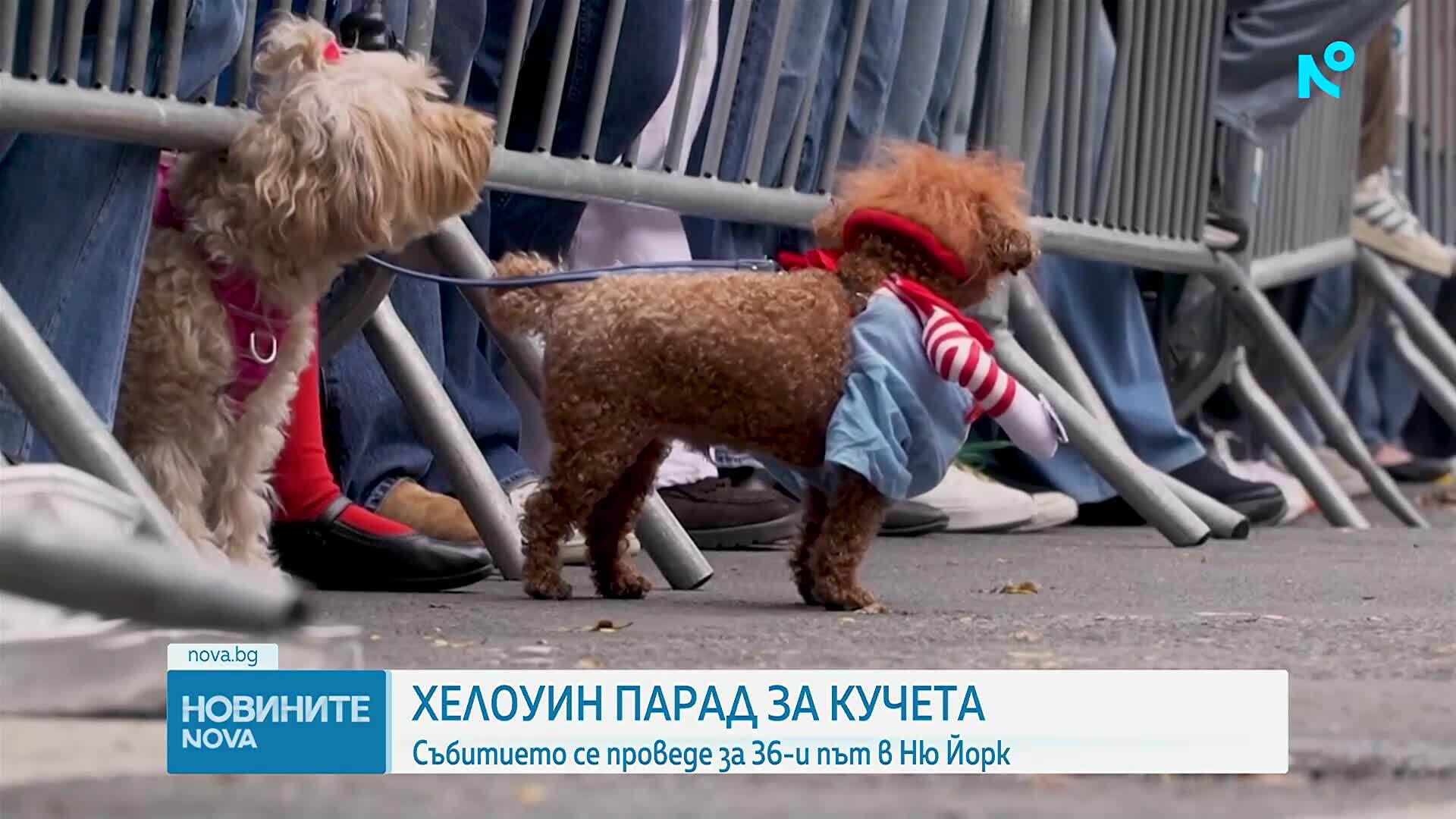 Хелоуин парад за кучета в Ню Йорк