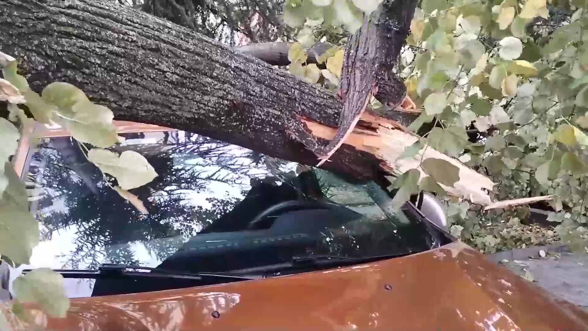 Дърво падна върху лек автомобил в Стара Загора