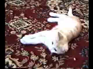 Котка