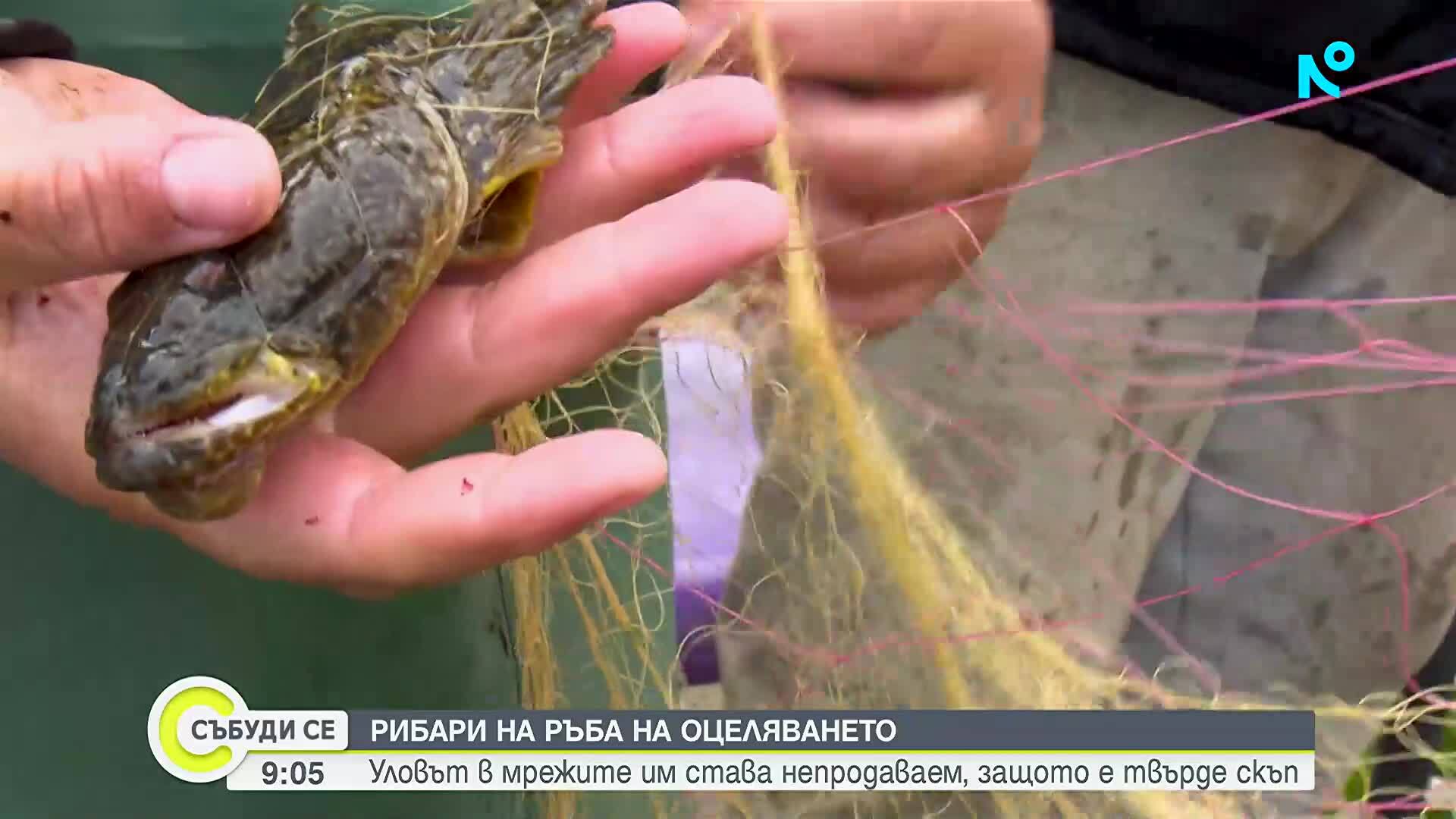 Поскъпването на горивата удари и цената на рибата