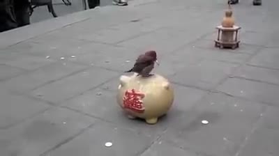 Врабче събира пари в касичка!
