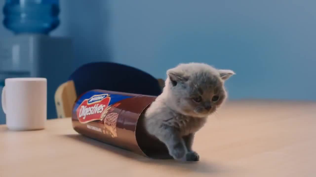 Сладки котенца