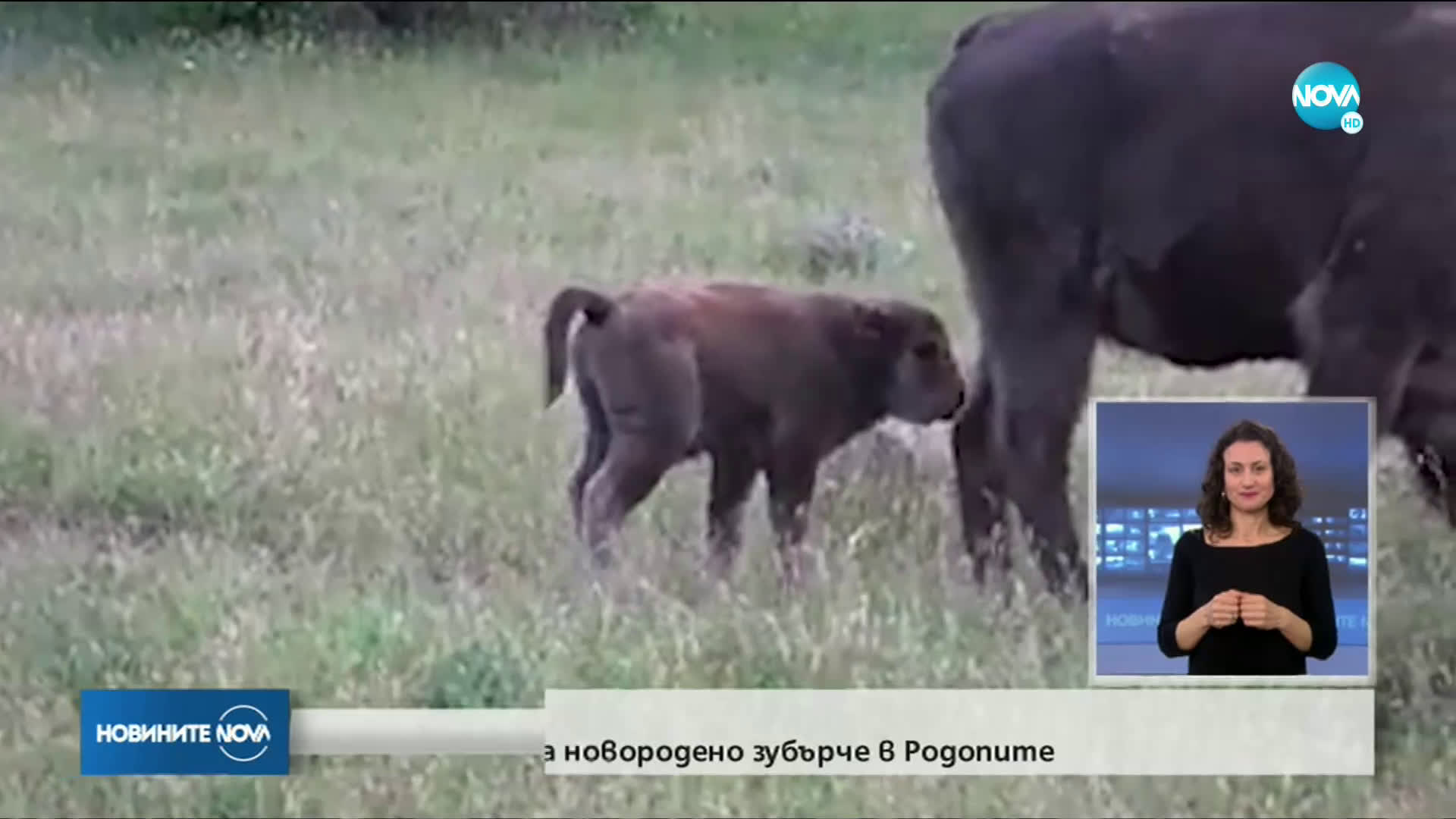 Зубърче се роди в Родопите