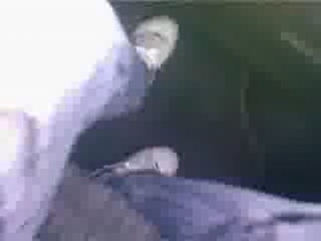 Коя Е Тази Песен ?????