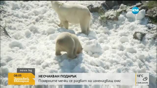 Полярните мечки се радват на изненадващ сняг