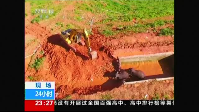 Три слона бяха спасени от резервоар, пълен с вода
