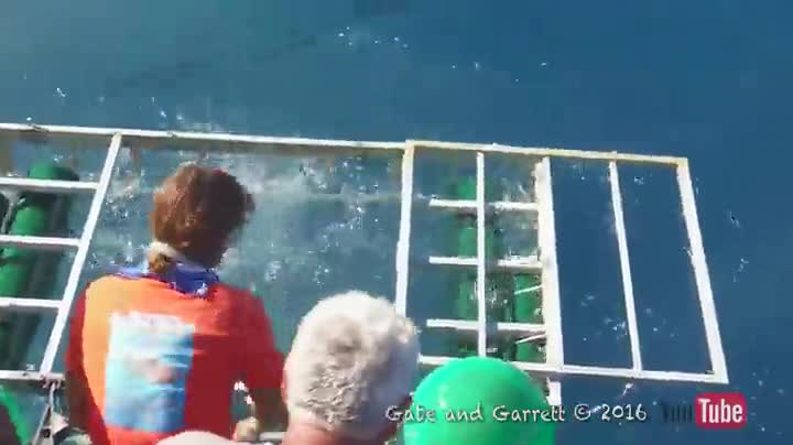 Само луд късмент спаси леководолаз от зъбите на голяма бяла акула !