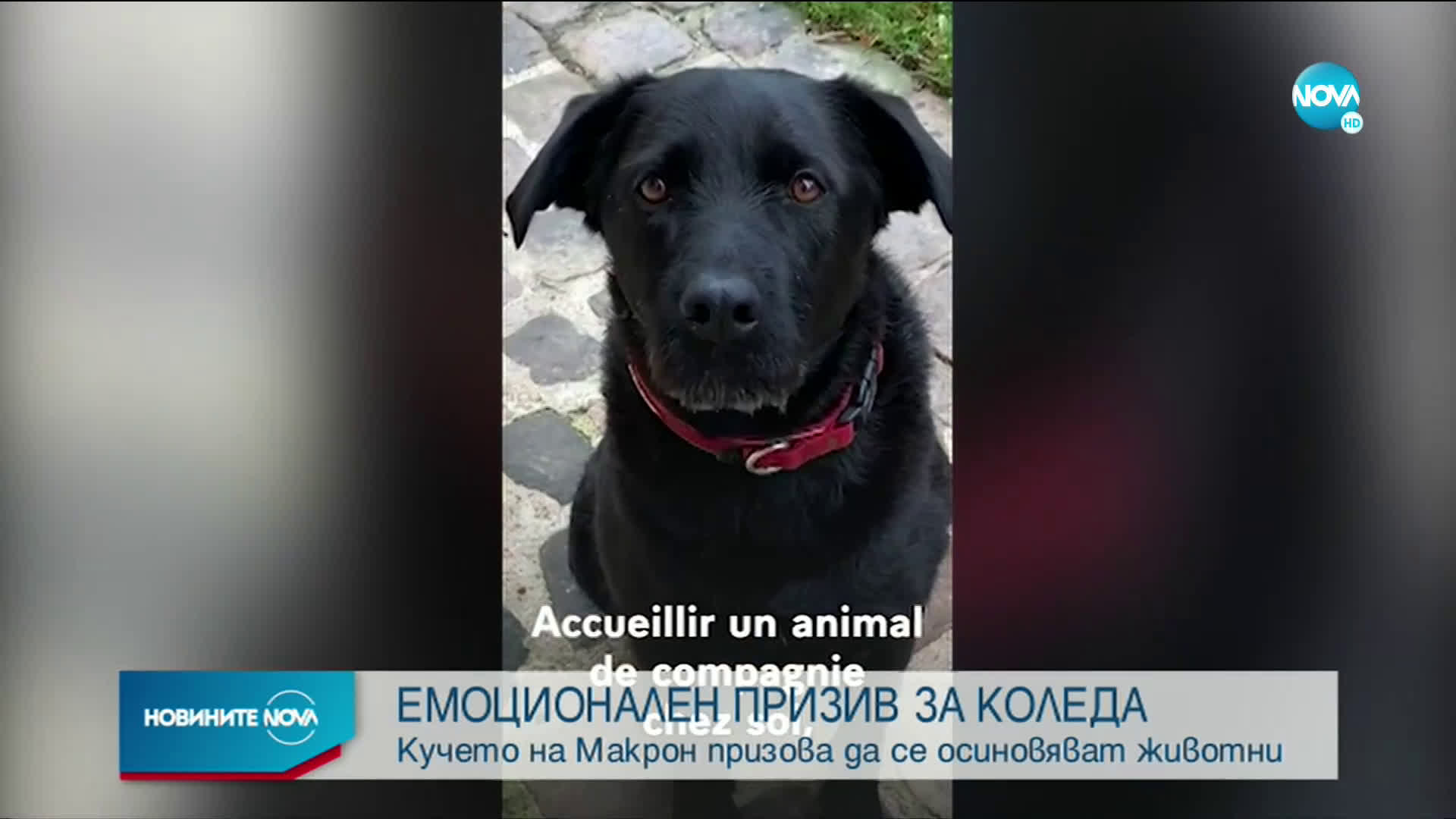 ЕМОЦИОНАЛЕН ПРИЗИВ ЗА КОЛЕДА: Кучето на Макрон призова да се осиновяват животни