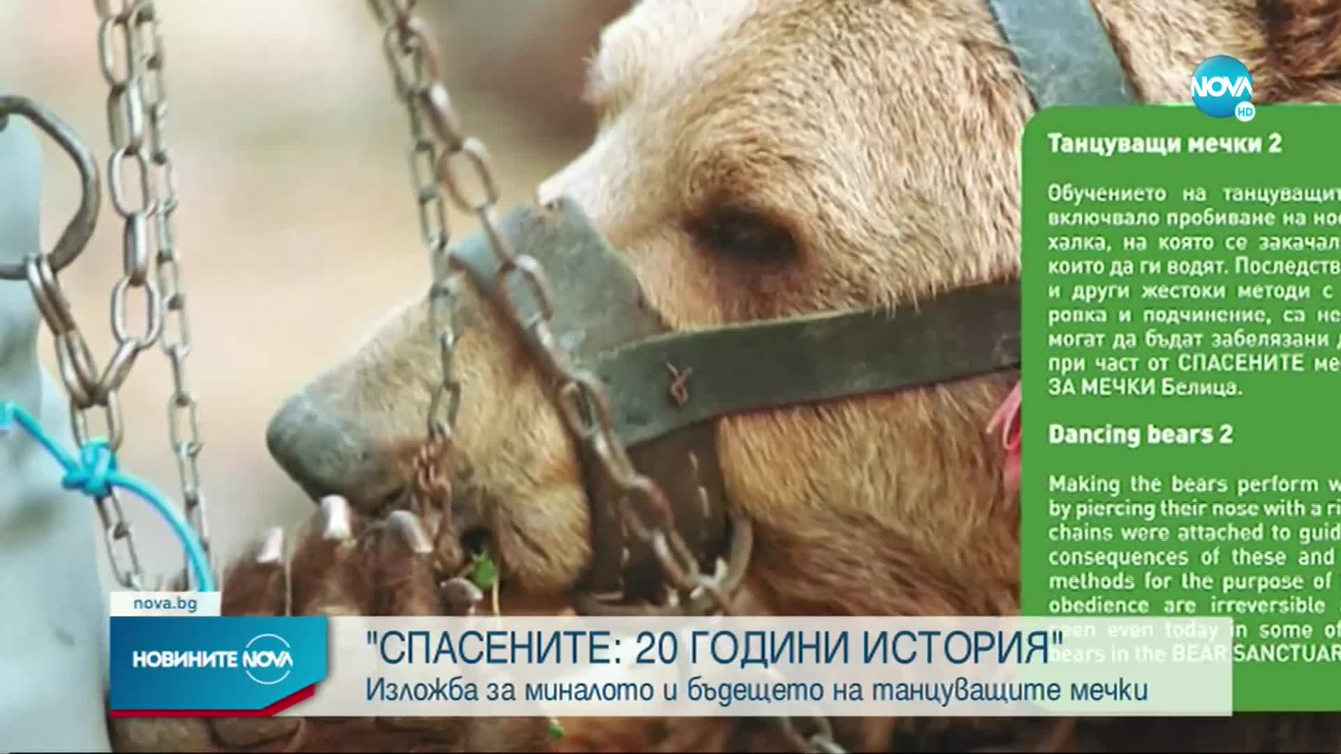 В София подредиха изложба с фотографии на спасените танцуващи мечки в Белица