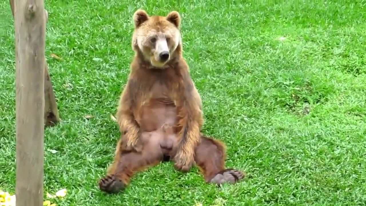 Мечо пух си прави кефа ... [ Смях ]