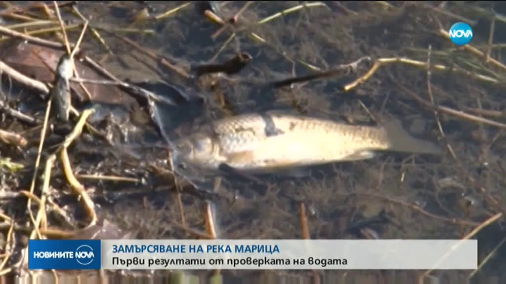 Още мъртва риба изплува от река Марица край Стамболийски