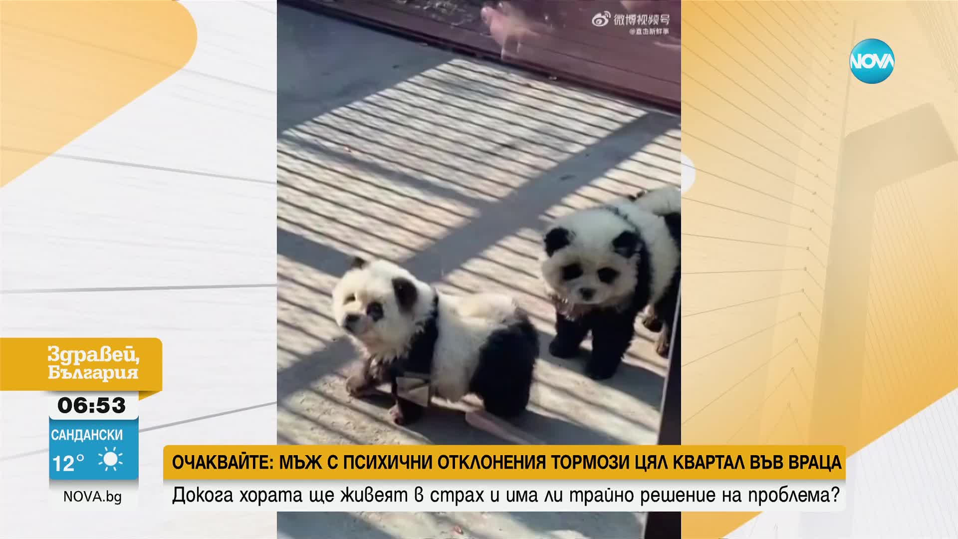 Зоопарк в Китай боядиса две кучета като панди