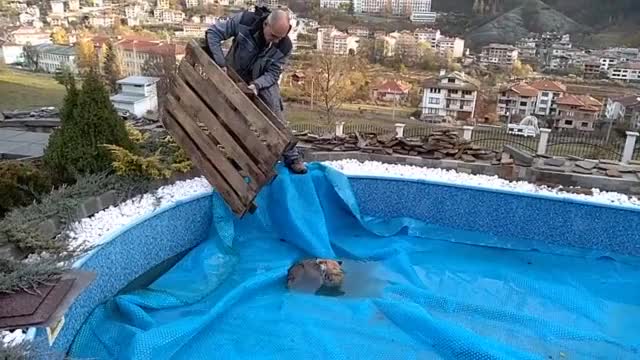 Да помогнеш на лисица