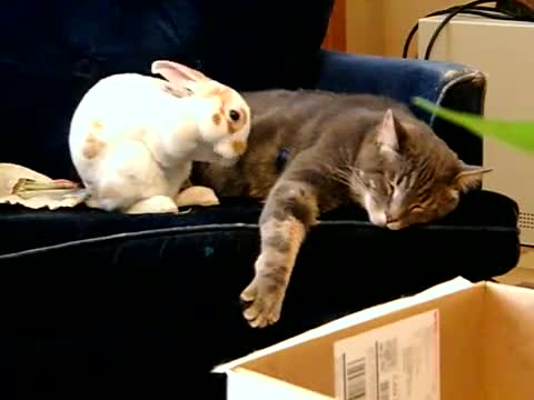 Красив момент от живота на един заек и едно коте!
