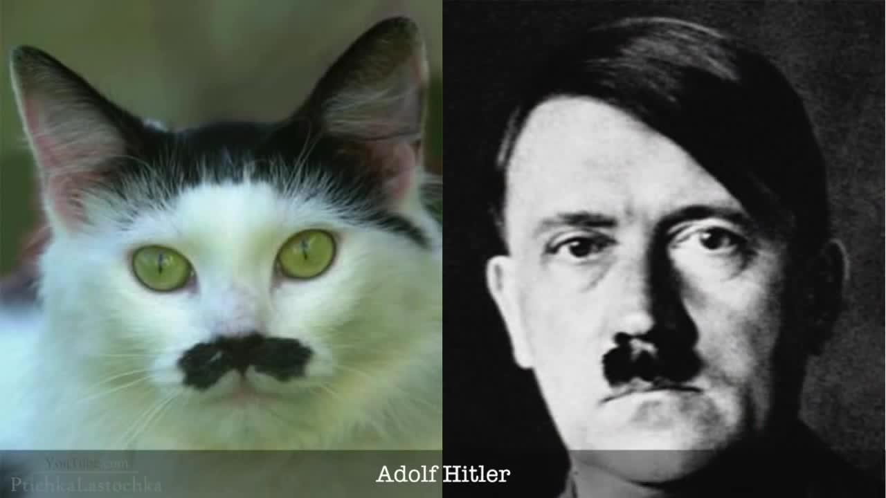 Котки двойници на известни личности