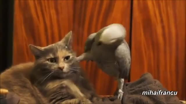Птици които си играят с търпението на котките.