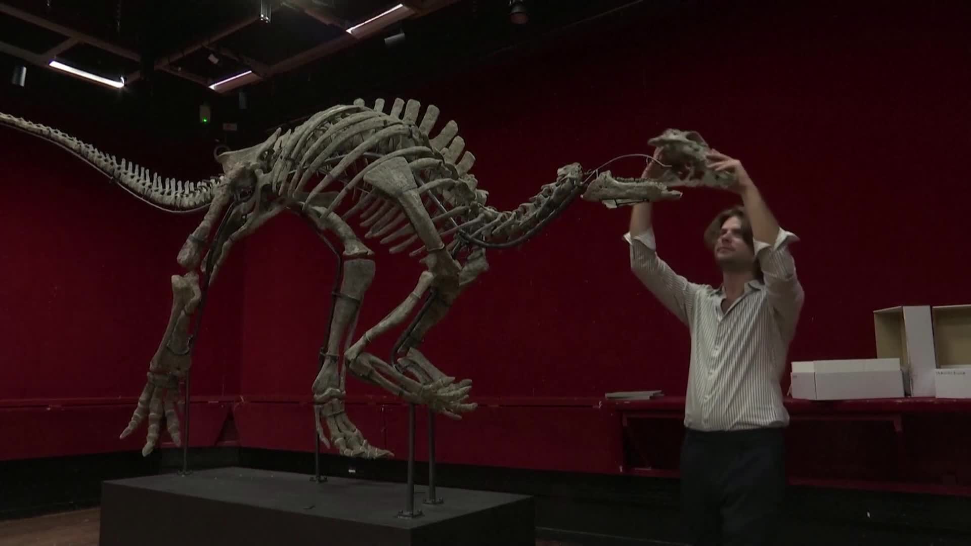 Продават на търг в Париж рядък скелет на динозавър (ВИДЕО)