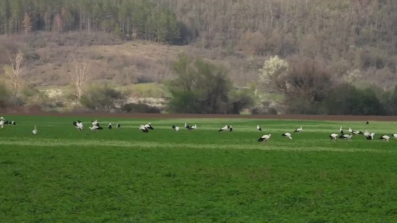 Много щъркели на зелената поляна - продължават да пристигат