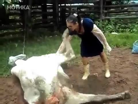 Реакцията на крава, при опит да бъде погалена!