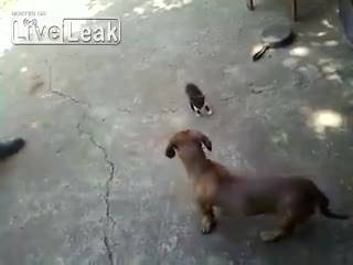 Майка котка се включва в боя да защити малкото си