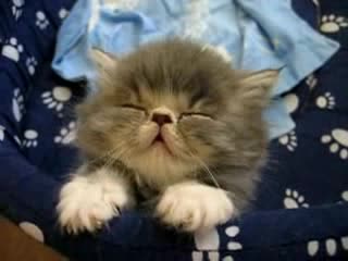 Сладко Заспиващо Коте