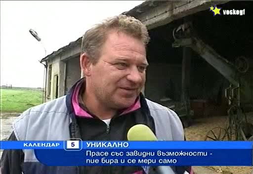 Уникално Прасе пие бира и изпълнява команди ! 