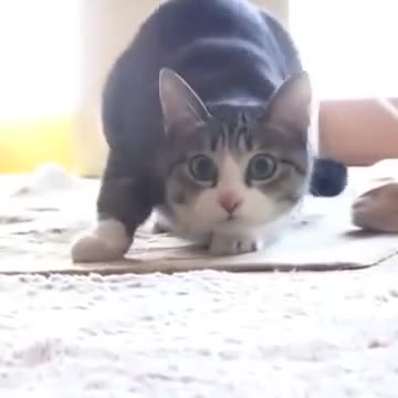Сладко коте танцува! ;d