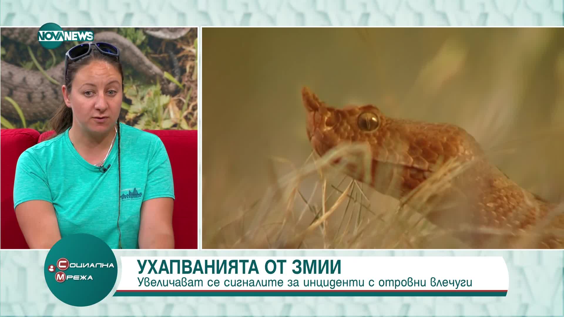 При ухапване от змия: Трябва да се остане на едно място и да не се измусква отровата