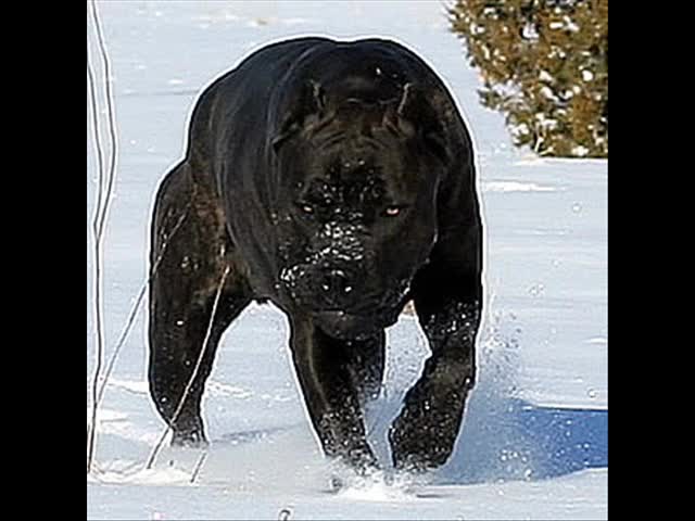 Image Result For Rottweiler Scary