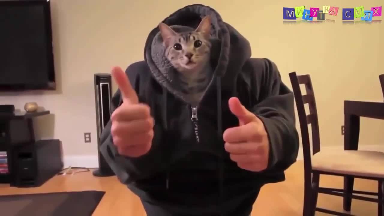 Дневна порция минутка смях