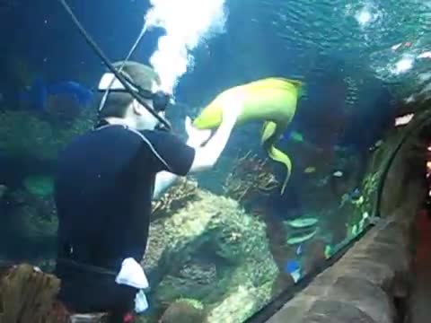 Водолаз в морски аквариум гали голяма зелена морена