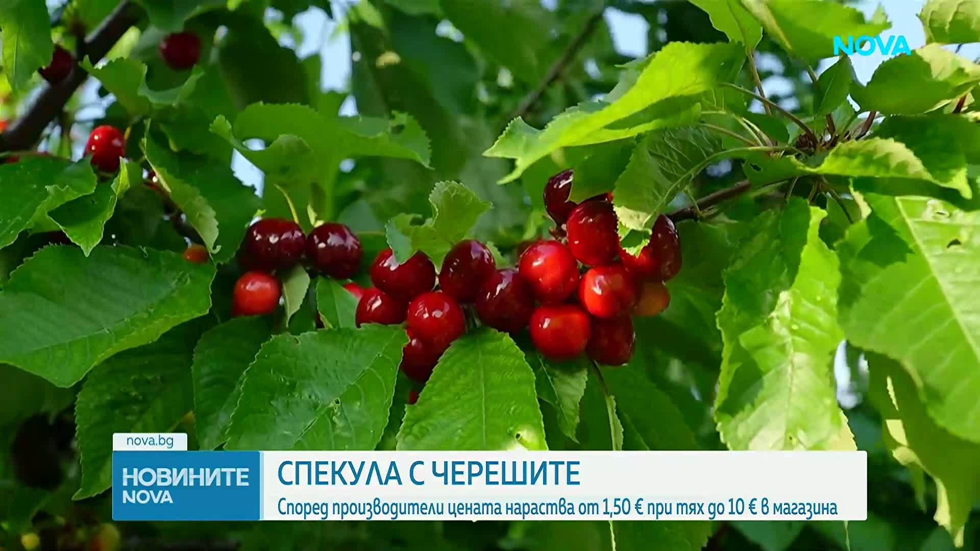 Производители алармират за сериозна спекула с цената на черешите