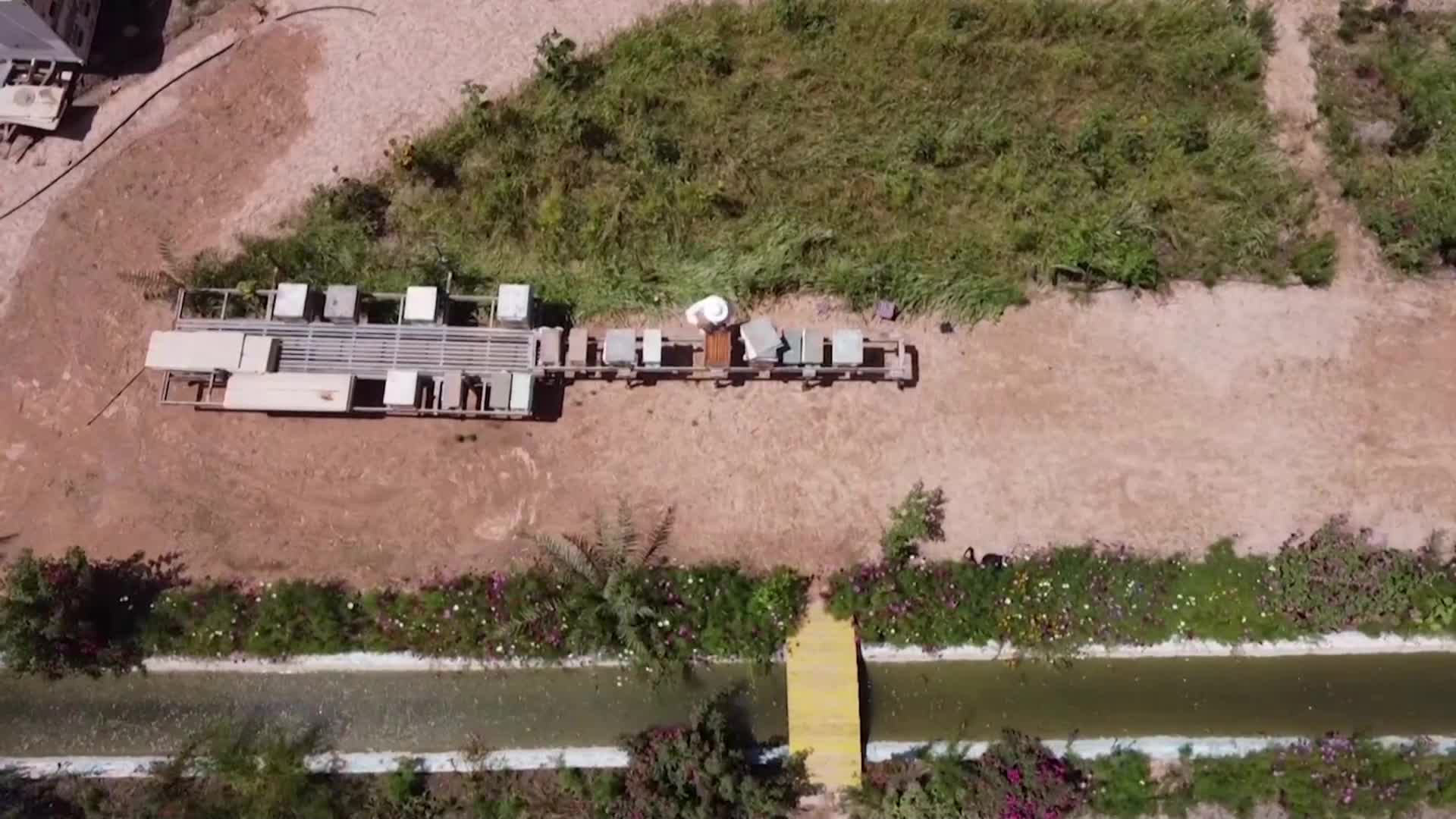 Изменението на климата застрашава пчеларството в Ирак (ВИДЕО)