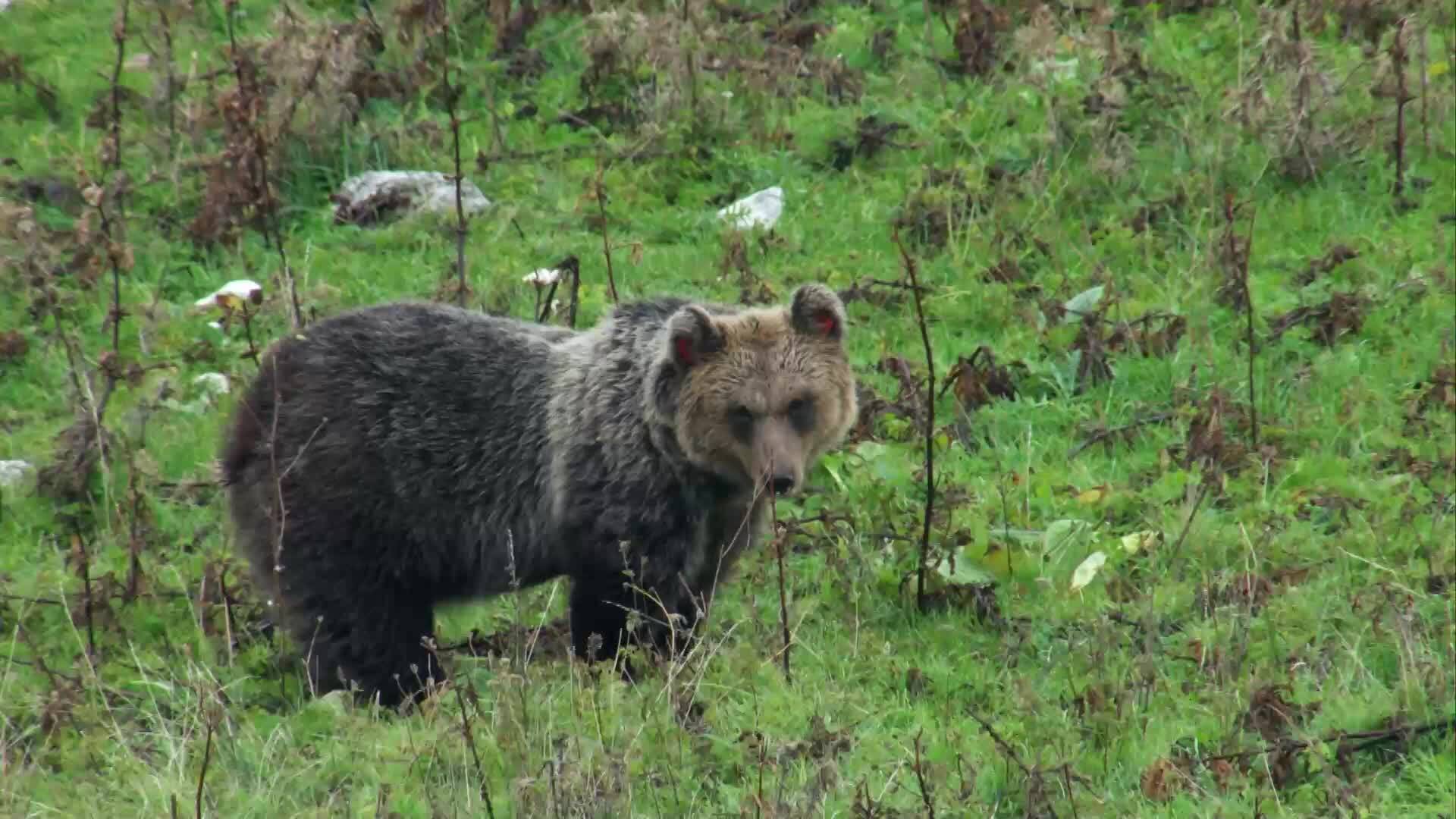 Възраждане на дивата Европа | кафявите апенински мечки