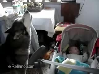 Хъски Пее За Да Спре Да Плаче бебето 