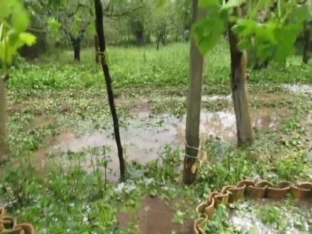 Земята побеля от градушка в с. Островче, Разградско - още видео