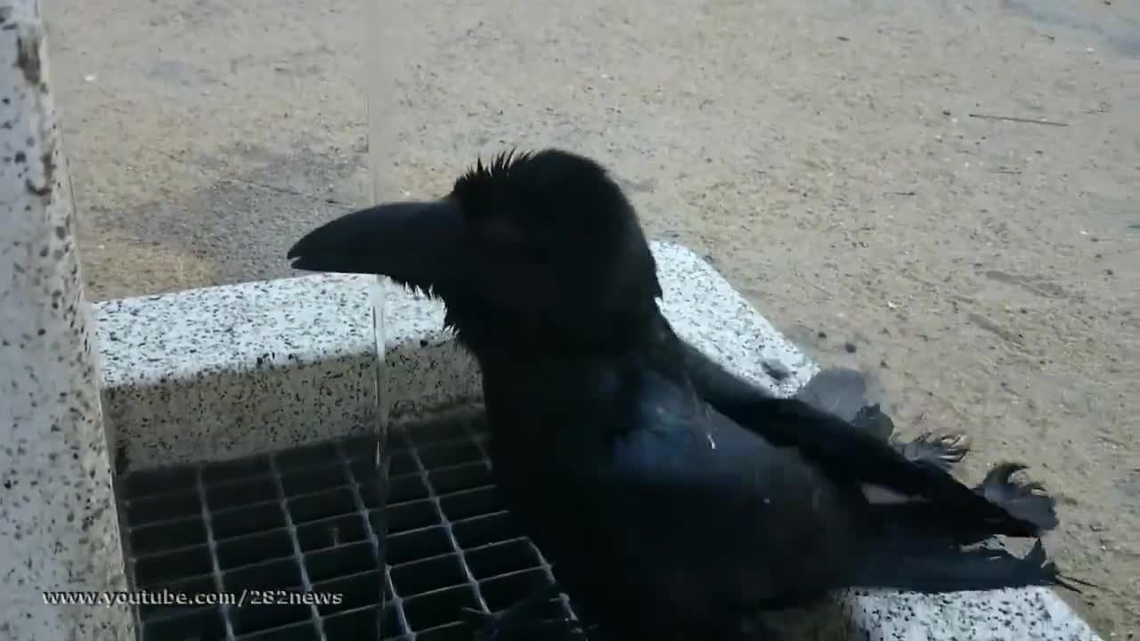 Врана се охлажда и пие вода от чешмичка в парка