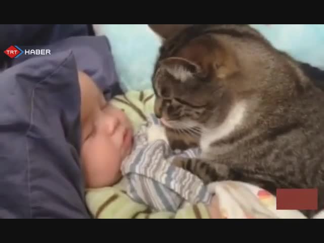 Гальовни котенца и сладки бебенца .