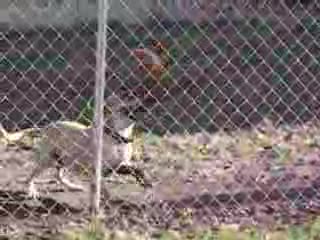 Не Само Хората Имат Скрити Таланти!