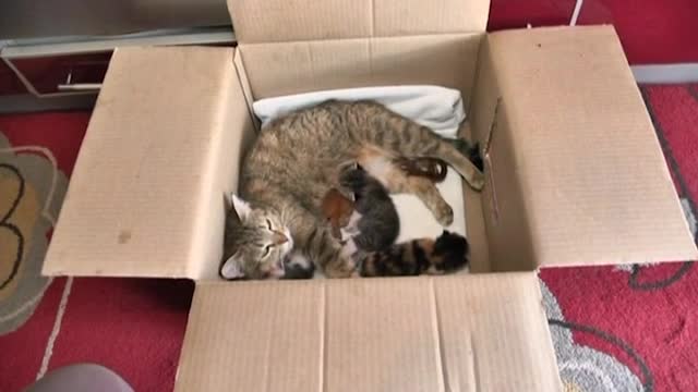 Котка осинови две новородени катерички