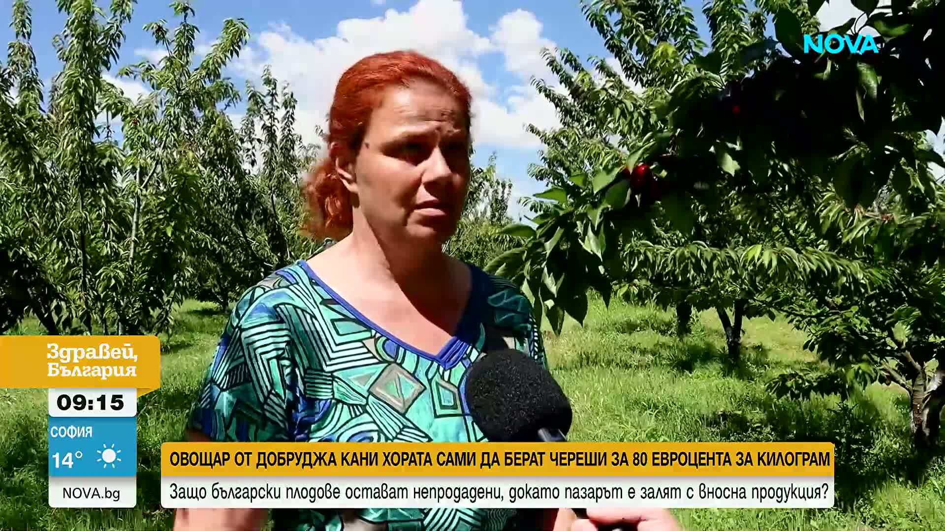 Череши за 80 евроцента, ако си ги набереш сам: Овощар от Добруджа търси спасение за реколтата си